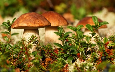 Autumn-Mushrooms-2560x1600